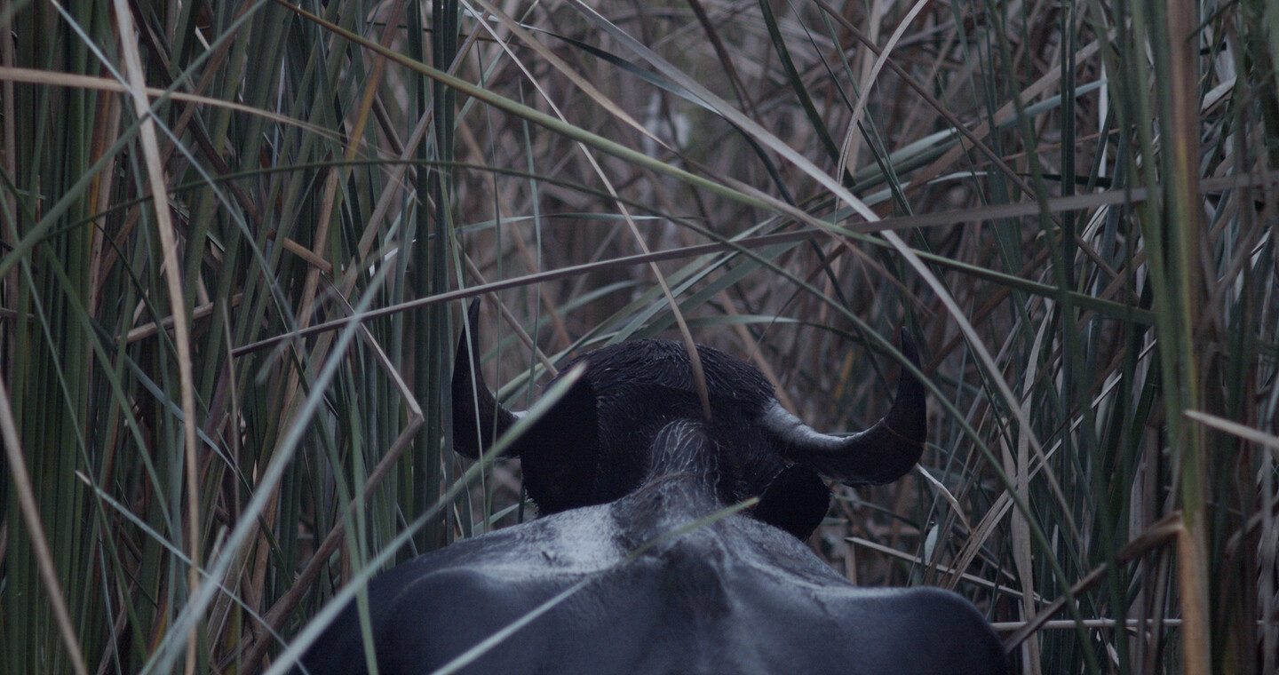 Chibayish, 2022, UHD video, color, sound; 20 mins 18 s