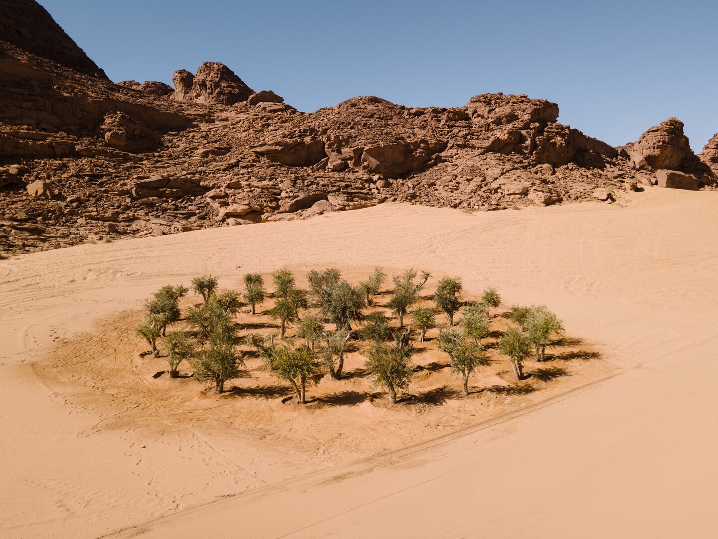 Grounding, 2022, Installation consisting of planted olive trees in al-'Ula