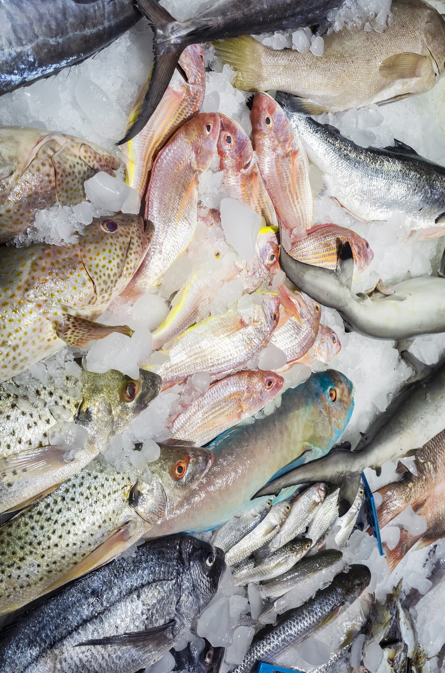 Fish Market, 2022, Archival inkjet print, 83,82 × 127 cm