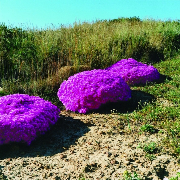 The Strait Project, Carpobrotus acinaciformis, Tanger 2002, 60 x 60 cm