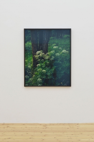 Balthasar Burkhard, Landscape, 2008, C-Print, 120 x 97 cm